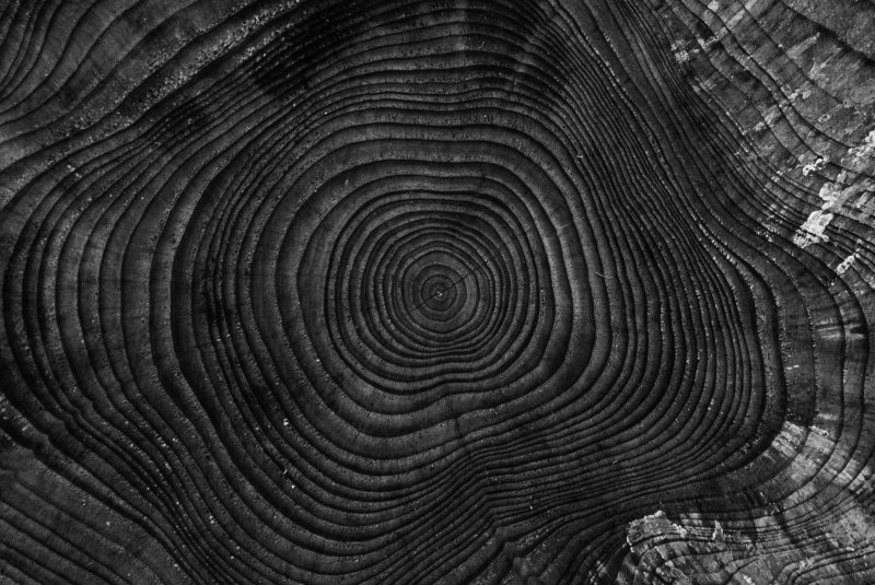 Дерево в разрезе