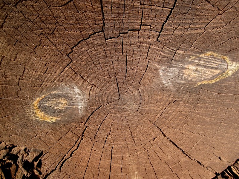 Дерево для отпечатков