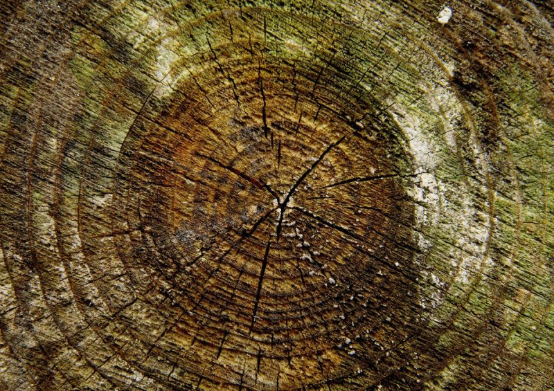 Срез бревна