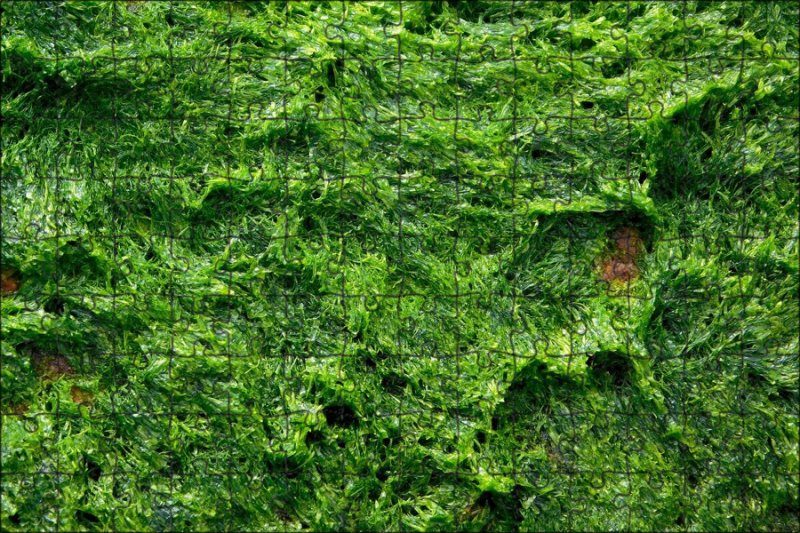 Сфагнум зелëные водросли