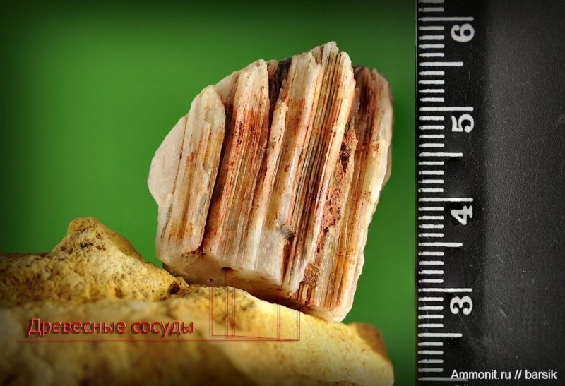 Стилолитовые швы это Геология