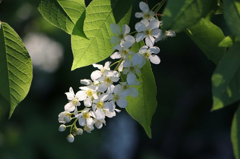 Цветы черемухи на белом