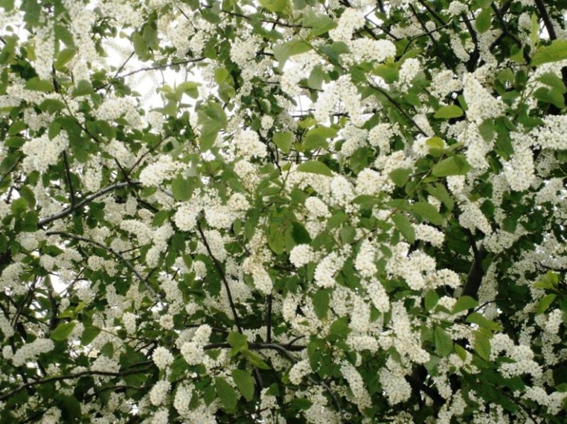 Черемуха айнская