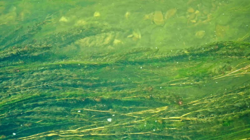 Зелёные водоросли текстура