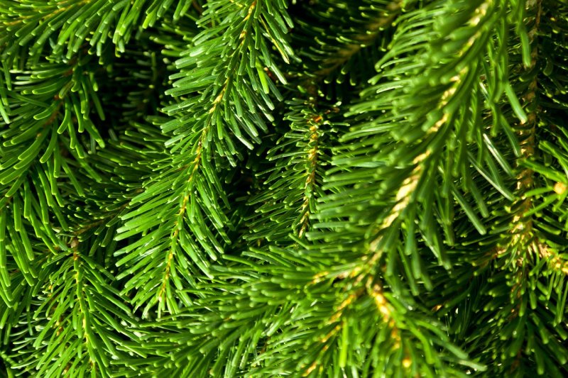 Еловая, Пихтовая, Сосновая лапы