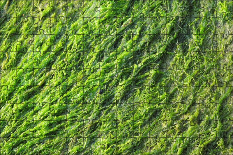 Зеленые водоросли Chlorophyta