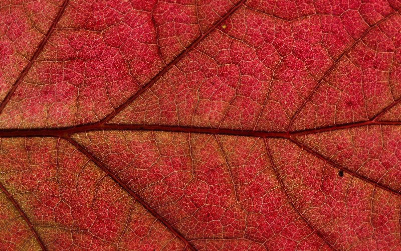 Красный лист