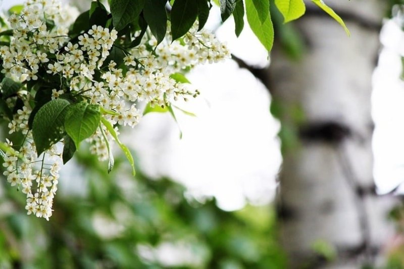 Цветущая черемуха дерево