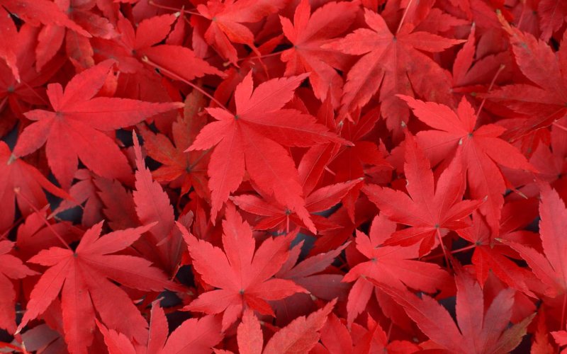 Красные осенние листья