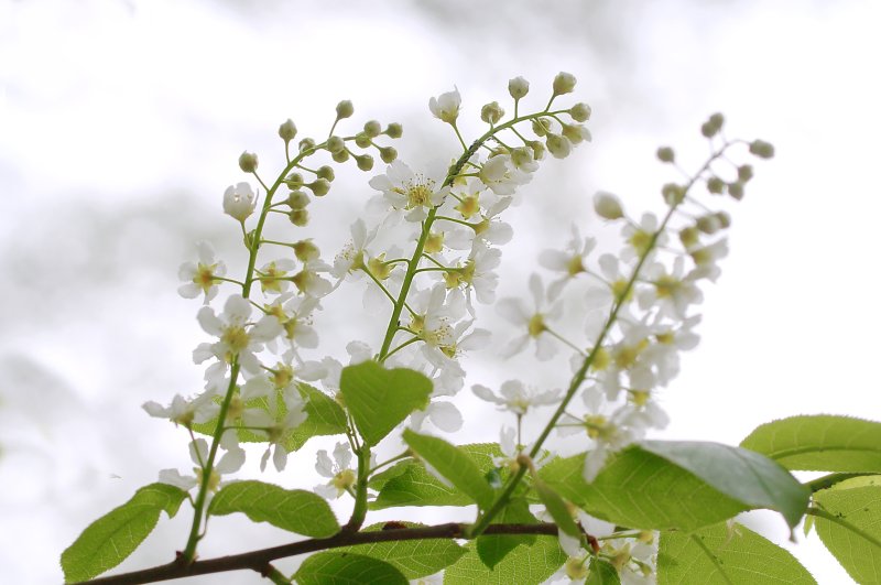 Черемуха (Padus avium)