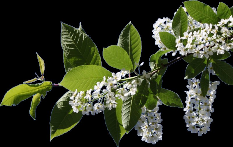 Черемуха куст