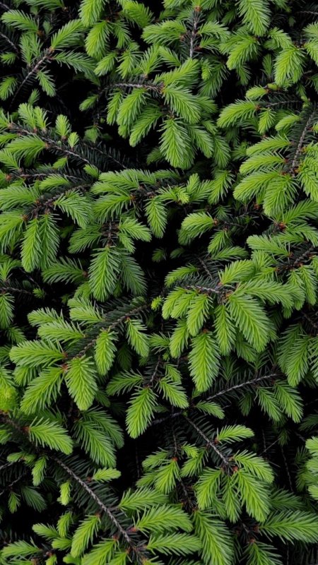 Хвойные ветки