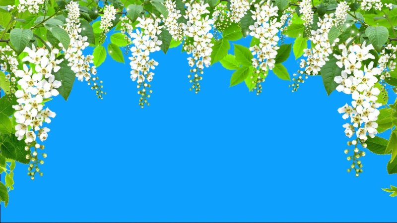 Цветущая черемуха