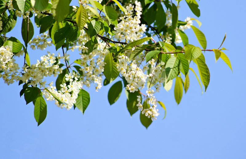 Сирень Жасмин черемуха