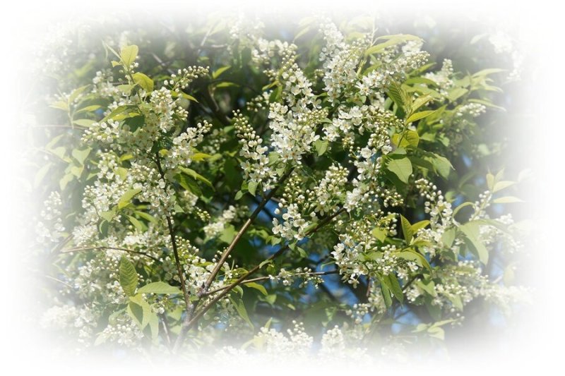 Черемуха куст