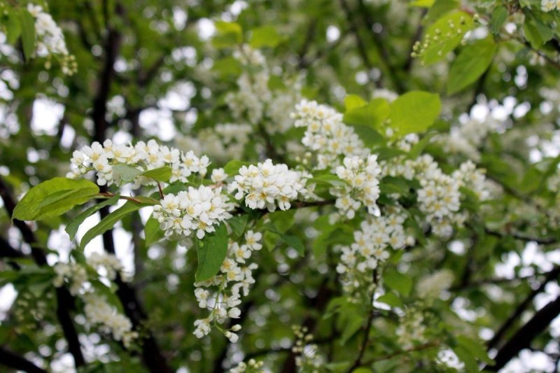 Цветущая черемуха