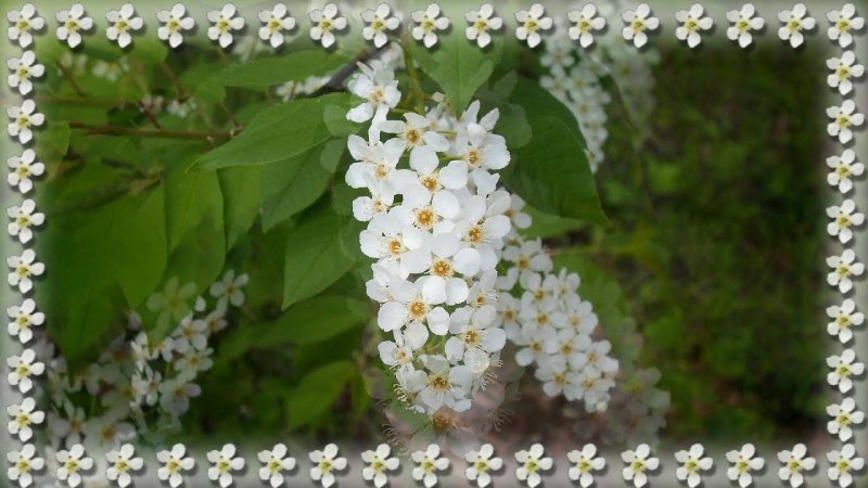 Сирень Жасмин черемуха