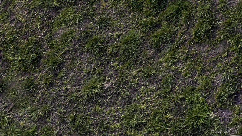 Мох Катаринея