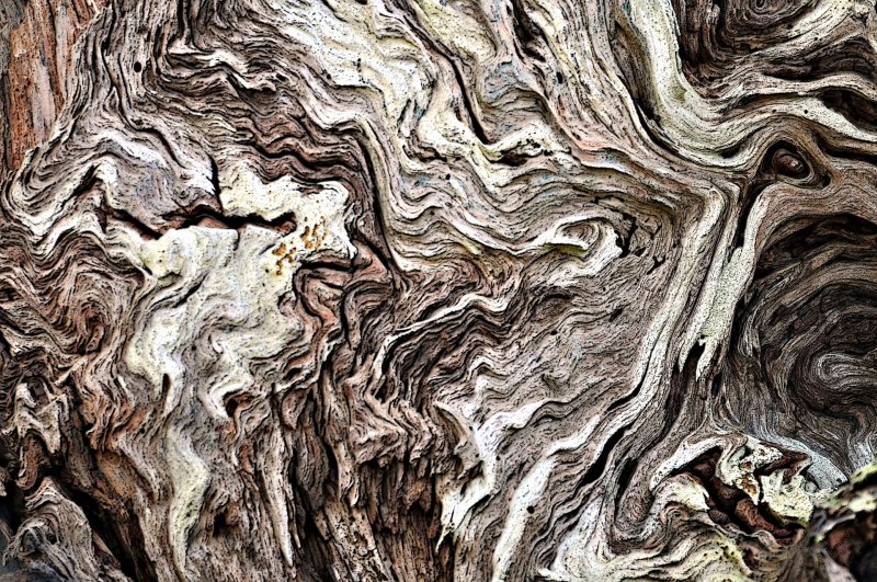 Фактура дерева