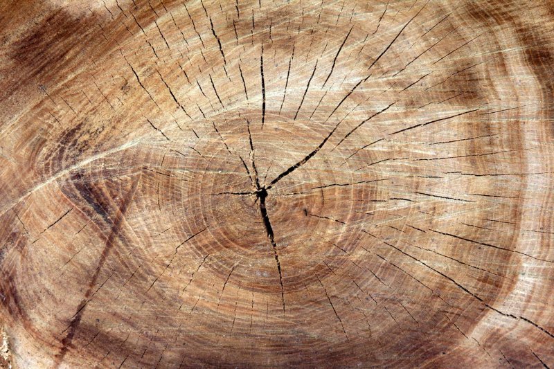 Срез дерева