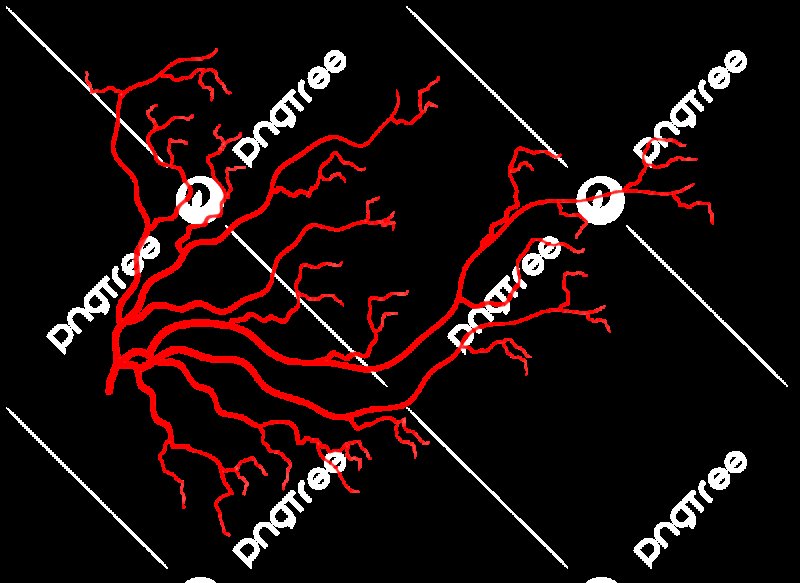 Кровеносные сосуды на белом фоне
