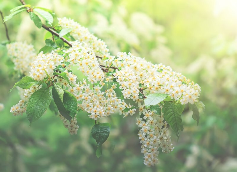 Цветы черемухи