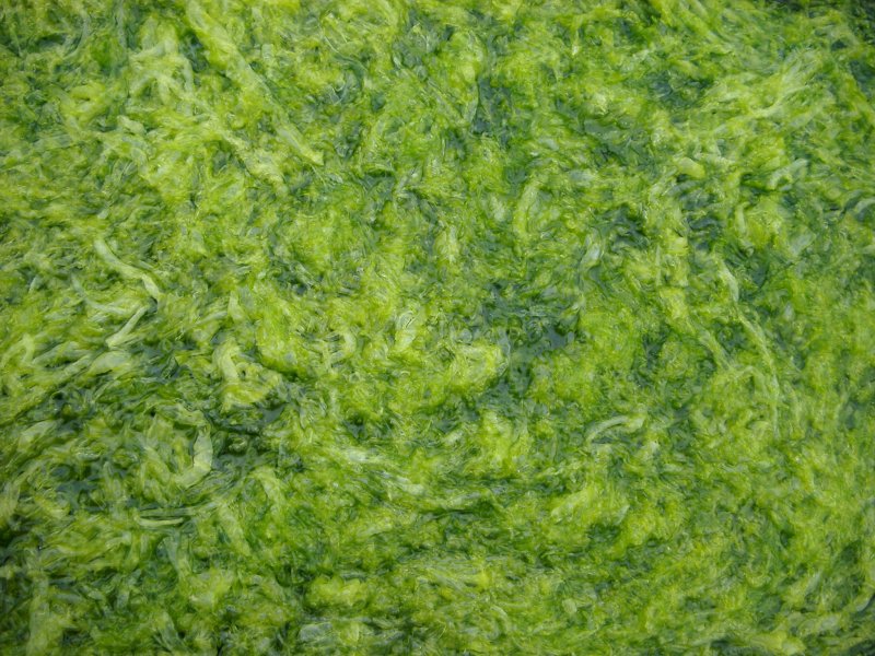 Нори текстура