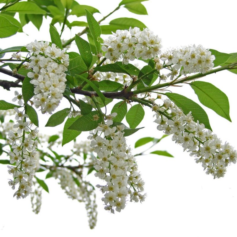 Белая черемуха дерево