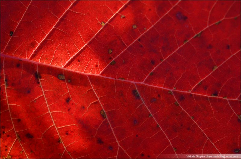 Красный листочек