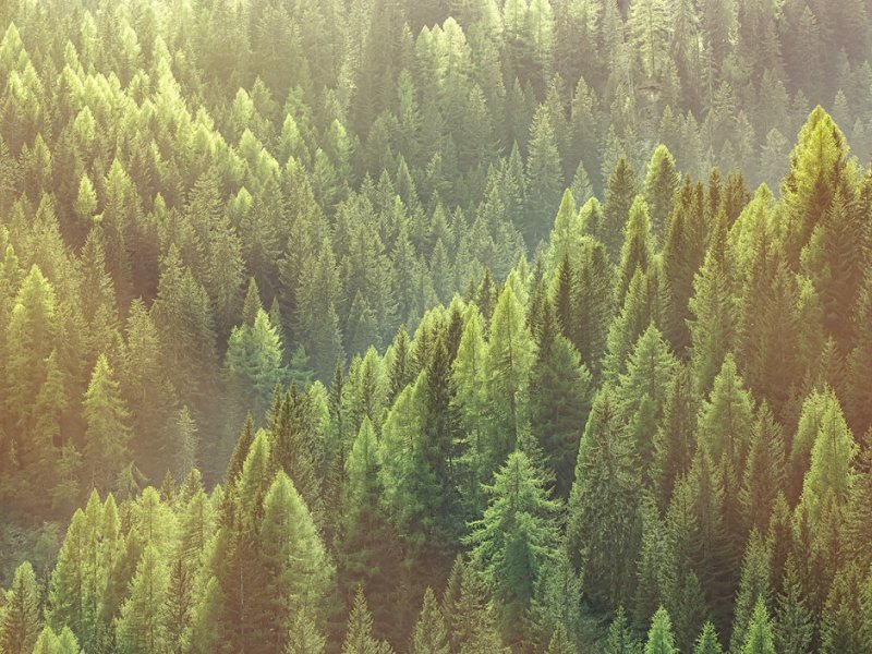 Тайга (хвойные леса) Сыктывкар