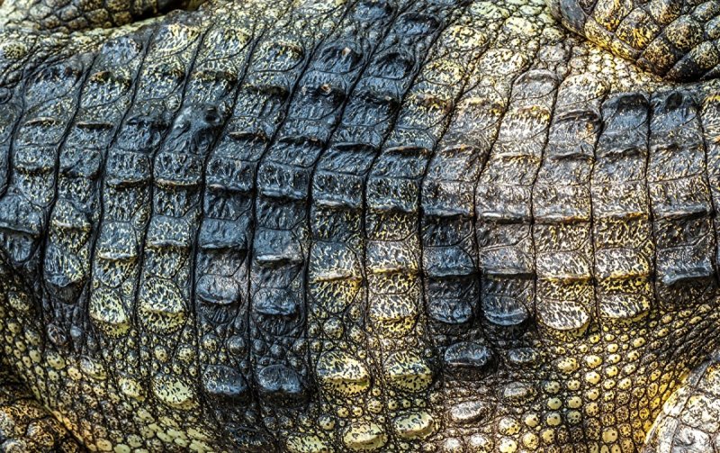 Крокодиловая кожа