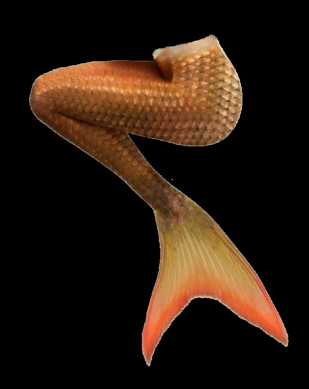 Русалочкин хвост