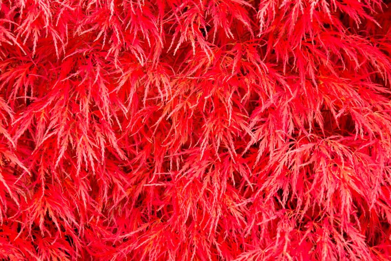 Красные листья фон