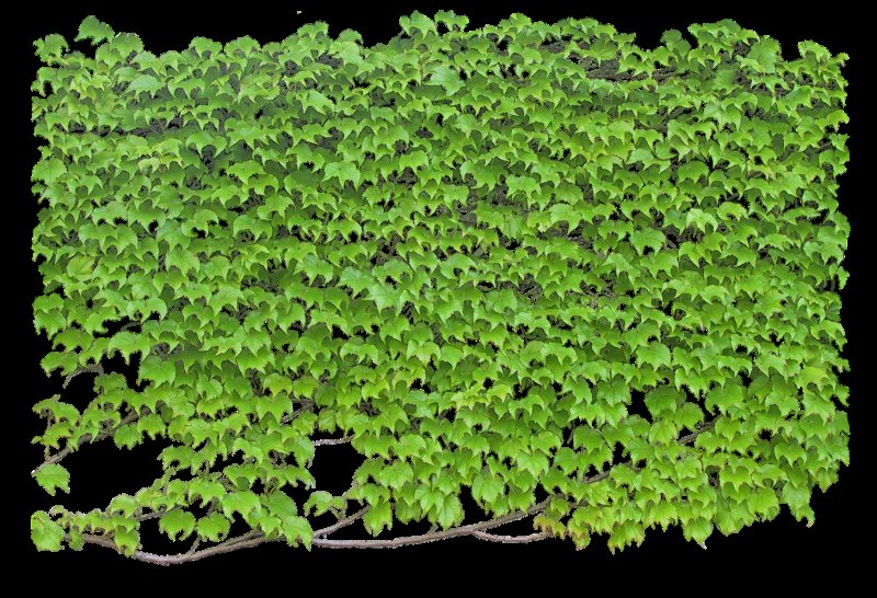 Виноград девичий-плющ обыкновенный