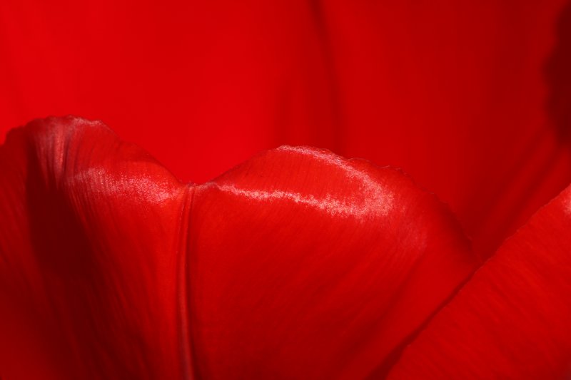Лепесток тюльпана текстура