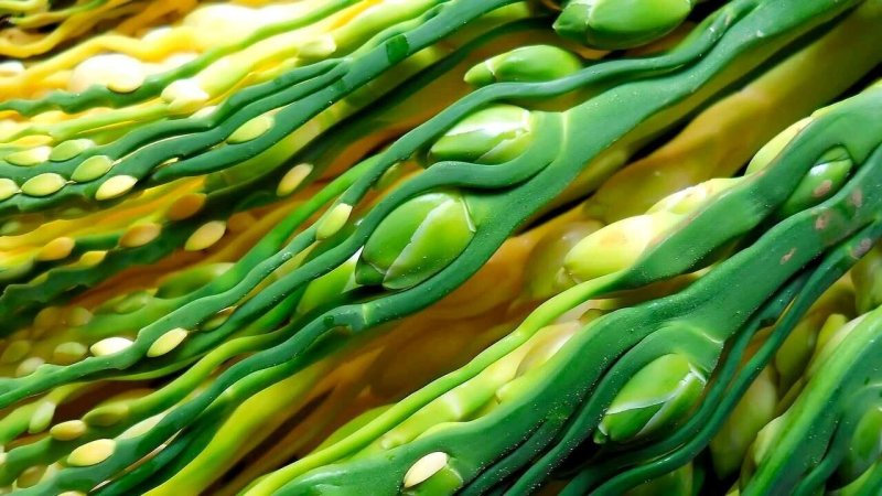 Фукус водоросли макроснимок