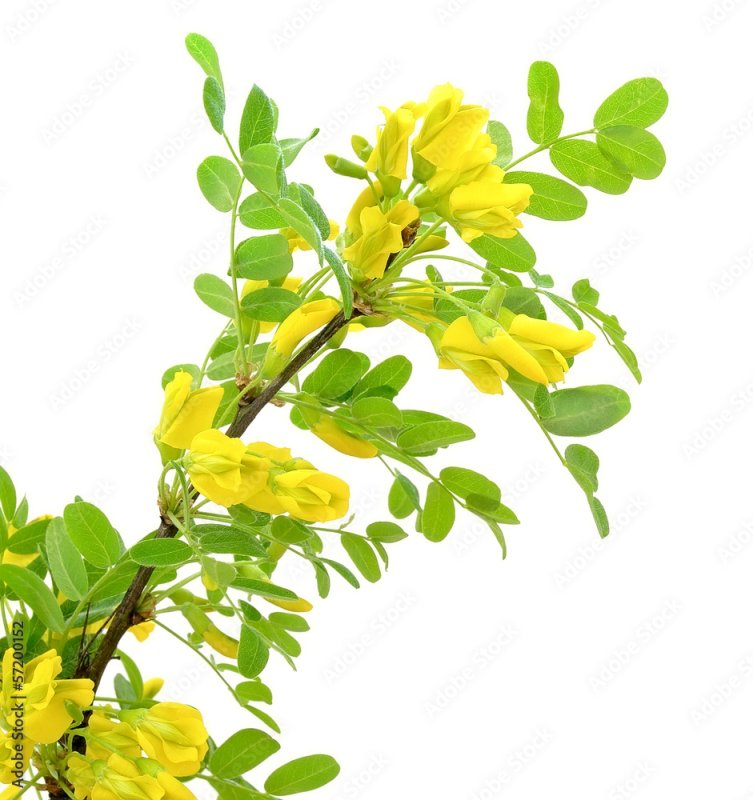 Карагана древовидная ветки