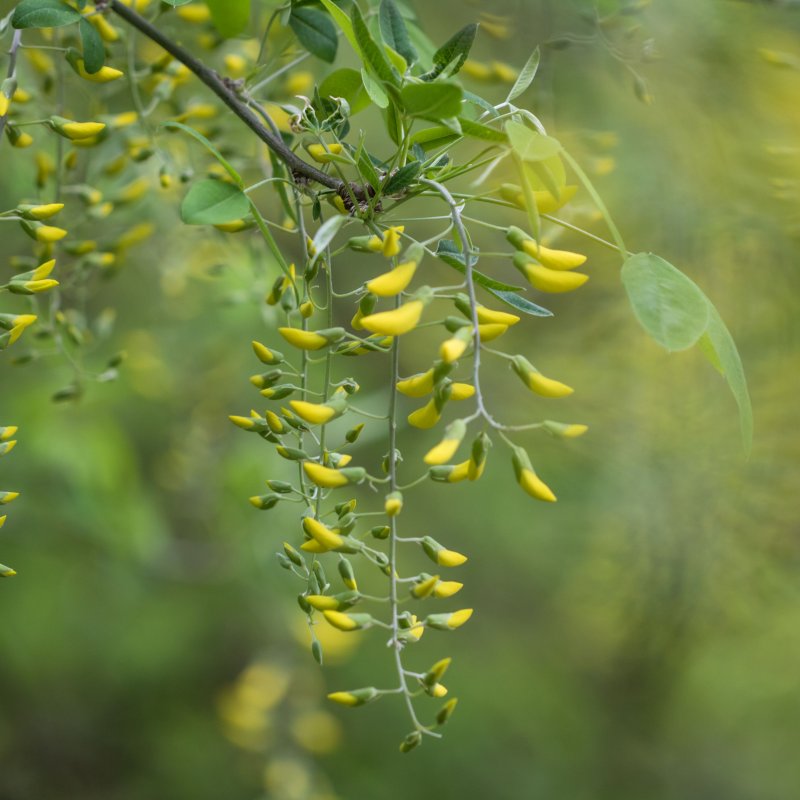 Акация бутон