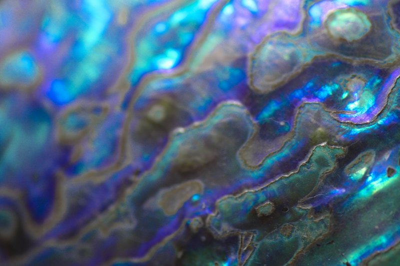 Абалон гелиотис