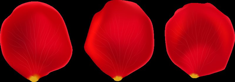 Лепесток тюльпана