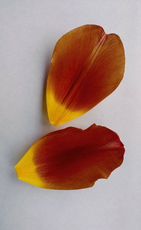 Лепесток тюльпана