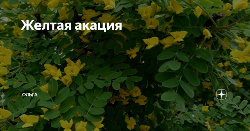 Акация желтая на участке