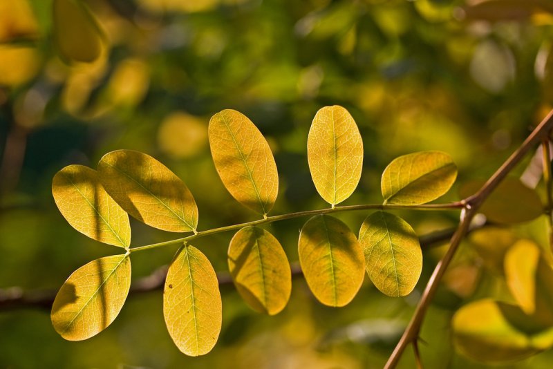 Карагана древовидная листья