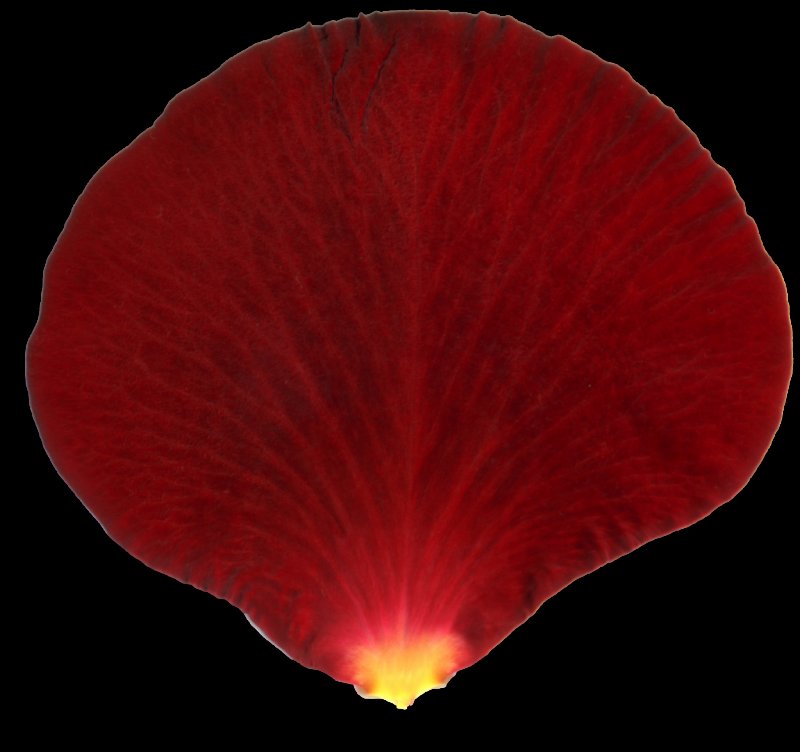 Лепестки цветов