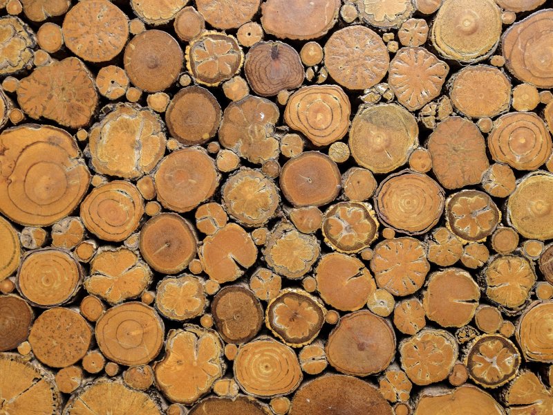 Спил дерева