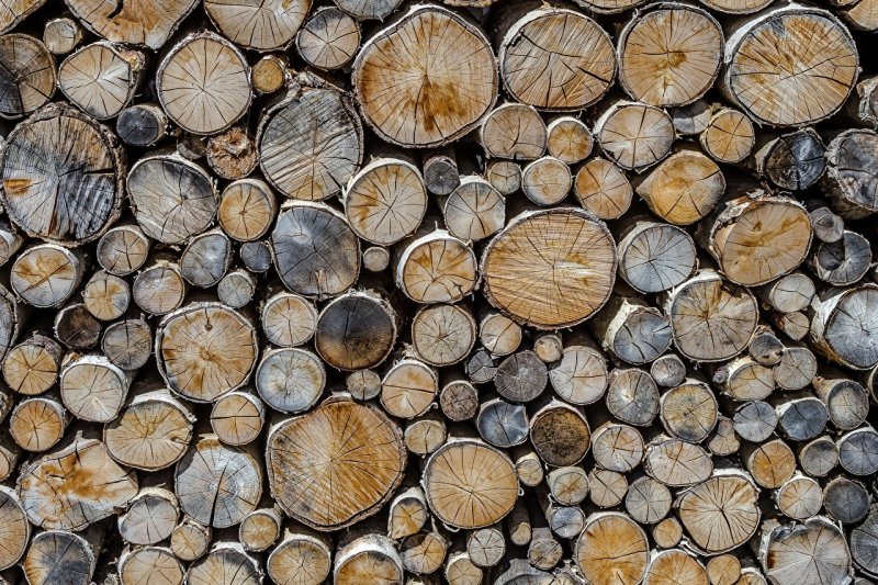 Срез дерева