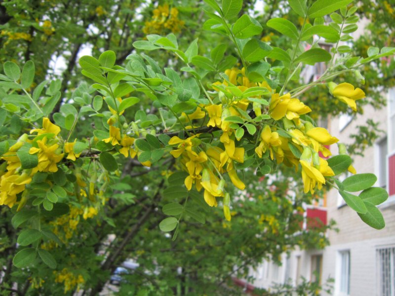 Карагана древовидная (Caragana arborescens)