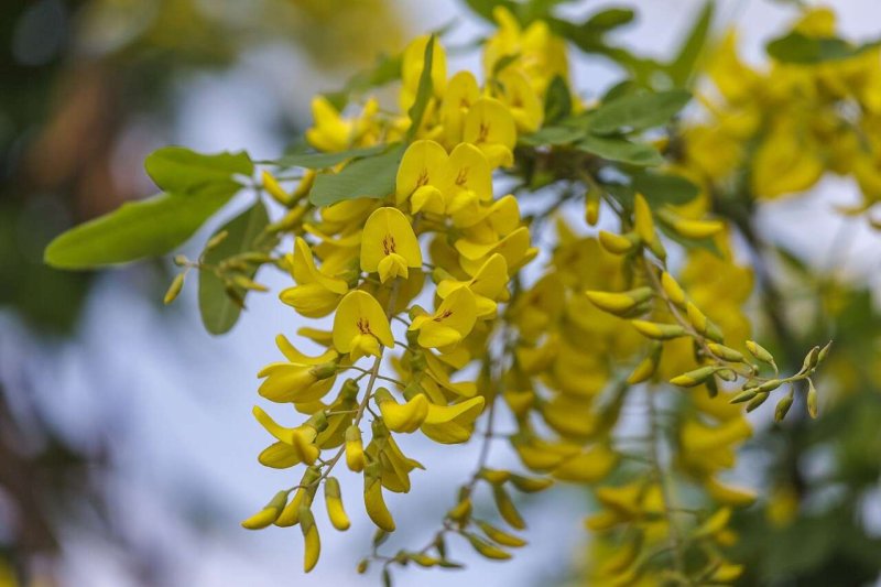 Акация бобовник