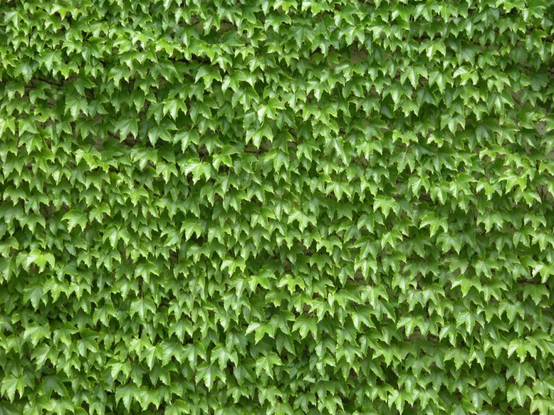 Плющ для живой изгороди