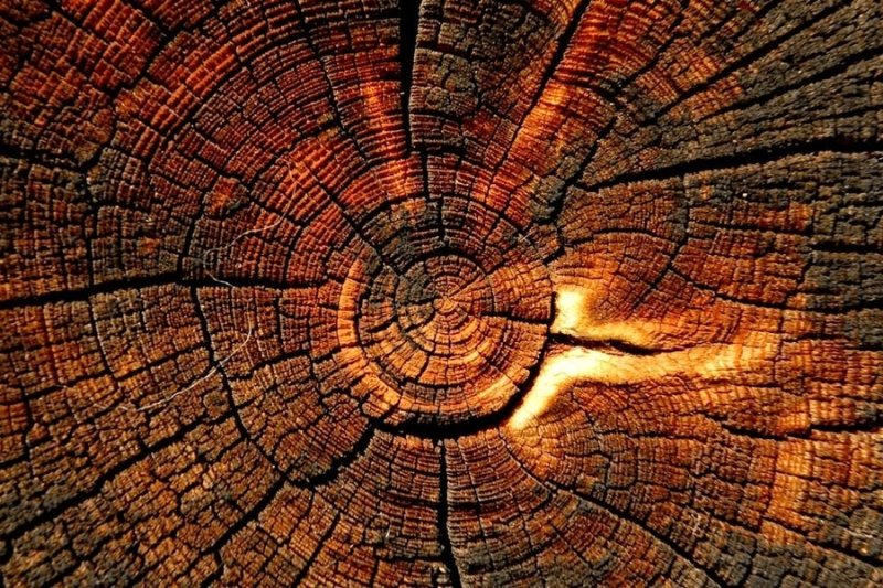 Срез дерева